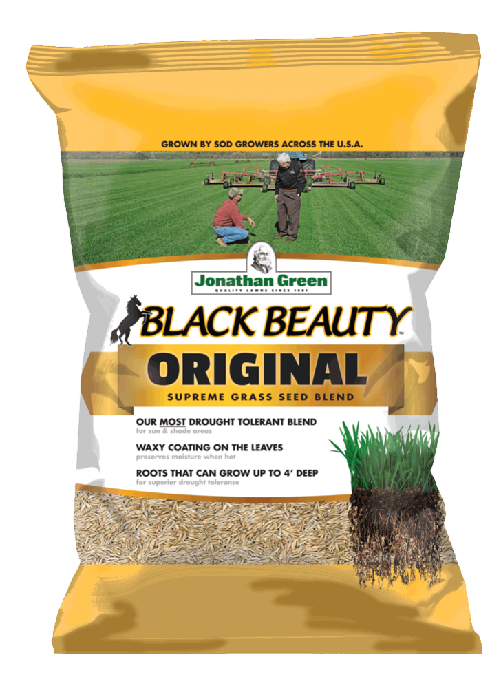 black beauty grass seed